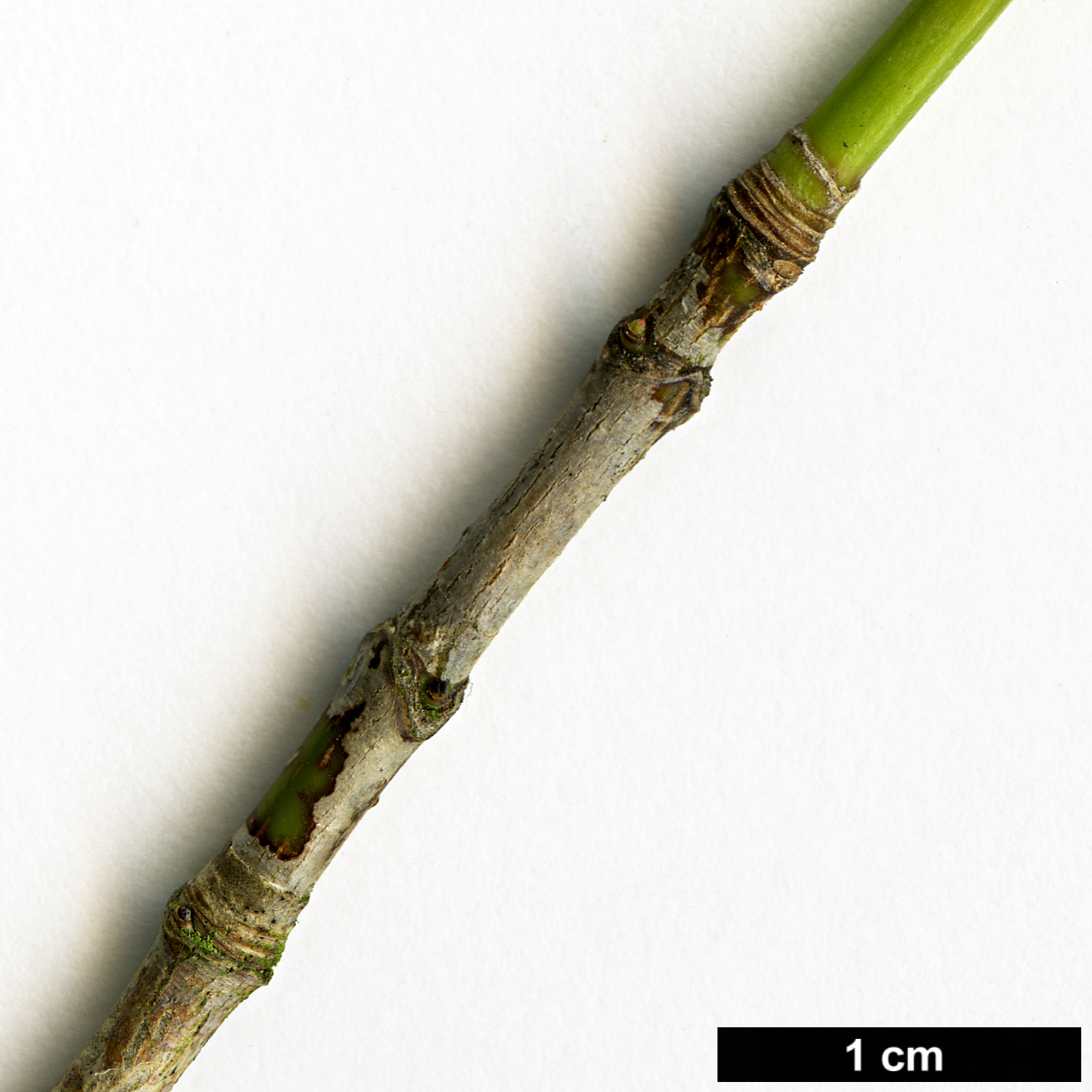 High resolution image: Family: Sapindaceae - Genus: Acer - Taxon: pictum - SpeciesSub: subsp. ambigum High resolution image: Family: Sapindaceae - Genus: Acer - Taxon: pictum - SpeciesSub: subsp. ambigum